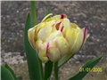 Tulipani